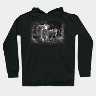 highland cows Hoodie